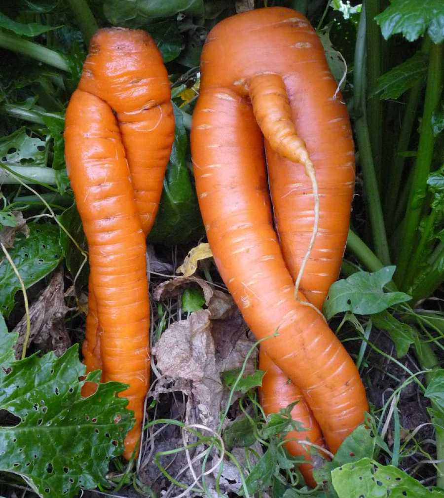 Сияние здоровья: выберите фигуру морковку толстую, чтобы замечать и отражать свет вокруг